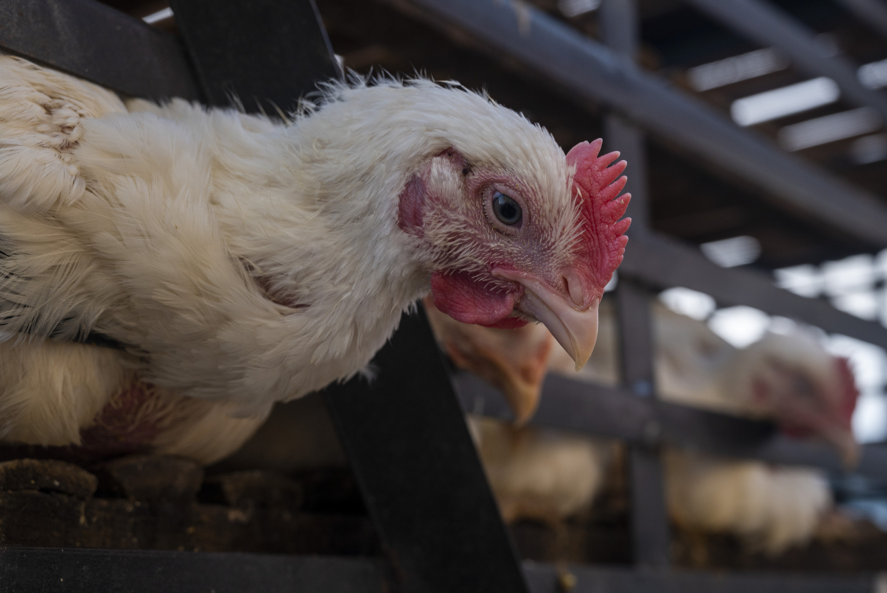 Kelembagaan Agribisnis Ayam Broiler
